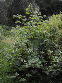 Arctium lappa